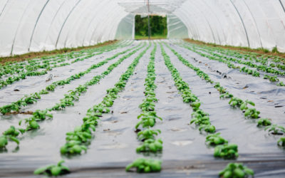 CEE et agriculture : financez votre déshumidificateur jusqu’à 100 % grâce aux aides énergétiques